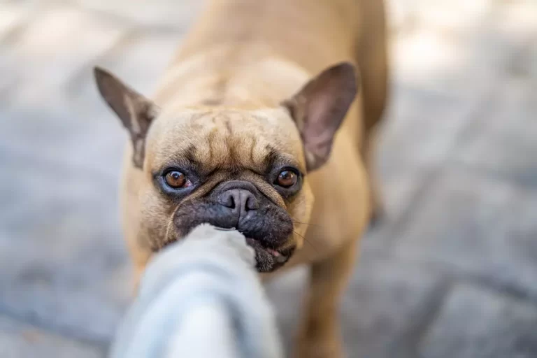 Hund spielt mit Unterhose und beißt Löcher in die Unterhose